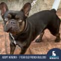 Photo of Hendrix   1 Year Old French Bulldog (Trial)