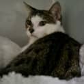 Photo of Zorro