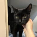 Photo of Onyx