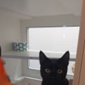 Photo of Onyx