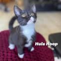 Photo of Hula Hoop
