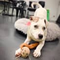 Photo of Lady