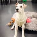 Photo of Lady