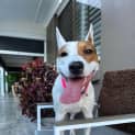 Photo of Lucy Lou 🌷1 Yo Jack Russell Terrier X (Trial)