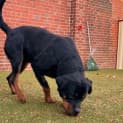 Photo of Porkchop
