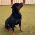 Photo of Porkchop