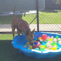 Photo of Bronco
