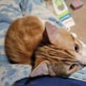Photo of Ginge