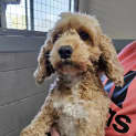 Photo of Mable