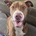 Photo of Peanut