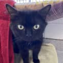 Photo of Licorice 