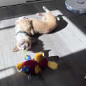 Photo of Winnie (Formerly Tammy)