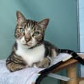 Photo of Pablo Patchypaws