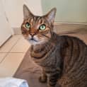 Photo of Tiger