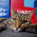 Photo of Tiger