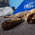 Photo of Tiger