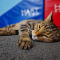 Photo of Tiger