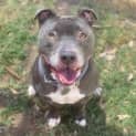 Photo of Chilli