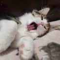 Photo of Peach
