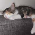 Photo of Peach