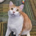 Photo of Ripley