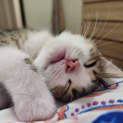 Photo of Sweet Pea