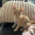 Photo of Sam