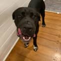 Photo of Dexter