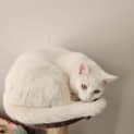 Photo of Lumi / Sheik