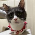Photo of Giselle
