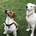Photo of Max   7 Month Old Jack Russell Terrier X (Trial)