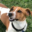 Photo of Max   7 Month Old Jack Russell Terrier X (Trial)
