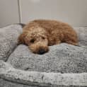 Photo of Caesar   1 Year Old Spoodle (Trial)