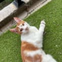 Photo of Comet