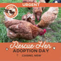 Photo of Rescue Hens