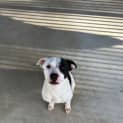 Photo of Penny