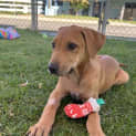 Photo of Twistie