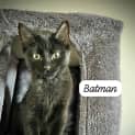 Photo of Batman
