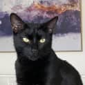 Photo of Attie