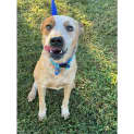 Photo of Banjo