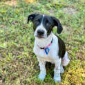 Photo of Gypsy