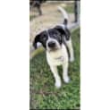 Photo of Gypsy