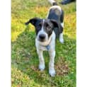 Photo of Gypsy