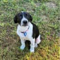 Photo of Gypsy