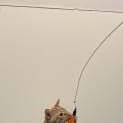 Photo of Garfield