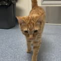 Photo of Garfield