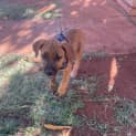 Photo of Tiger