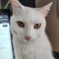 Photo of Snowy