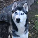Photo of Bruno