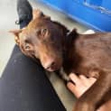 Photo of Astro   11 Month Old Kelpie (Trial)
